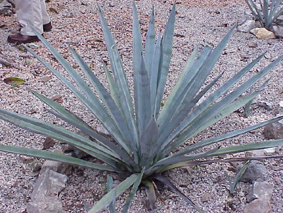 Agave plant