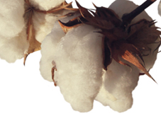 Cotton