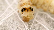 Silkworm