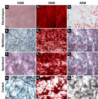 Alizarin Red S calcium staining shows how all nonwoven fabrics types were evaluated as tissue engineering scaffolds. Calcium deposits appear dark red after staining and all fabric types exhibited the presence of intense calcium staining when treated indicating the presence of viable cells. Credit: Stephen Tuin